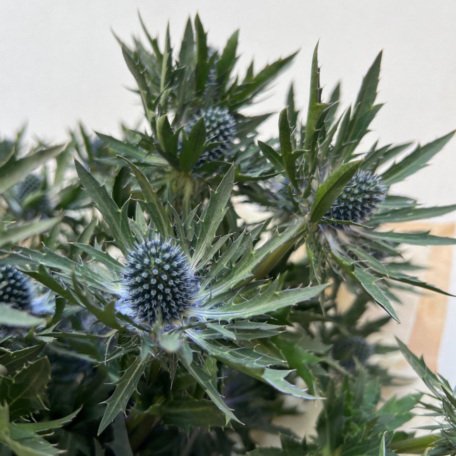 Eryngium
