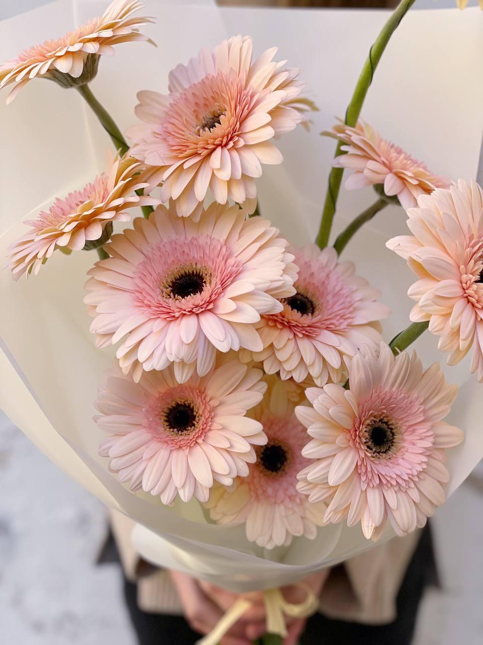 Gerbery - Freja Květinářství