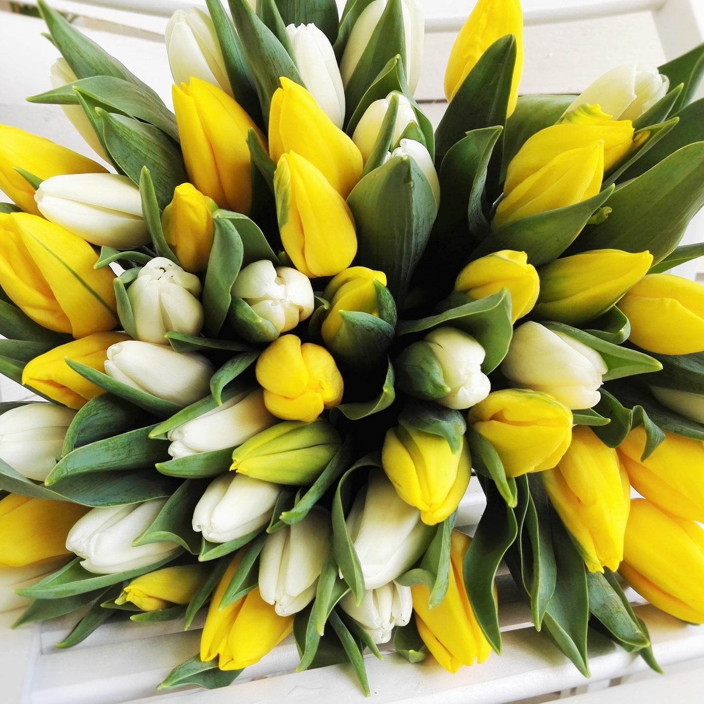 Bílé a žluté tulipány - Freja Květinářství