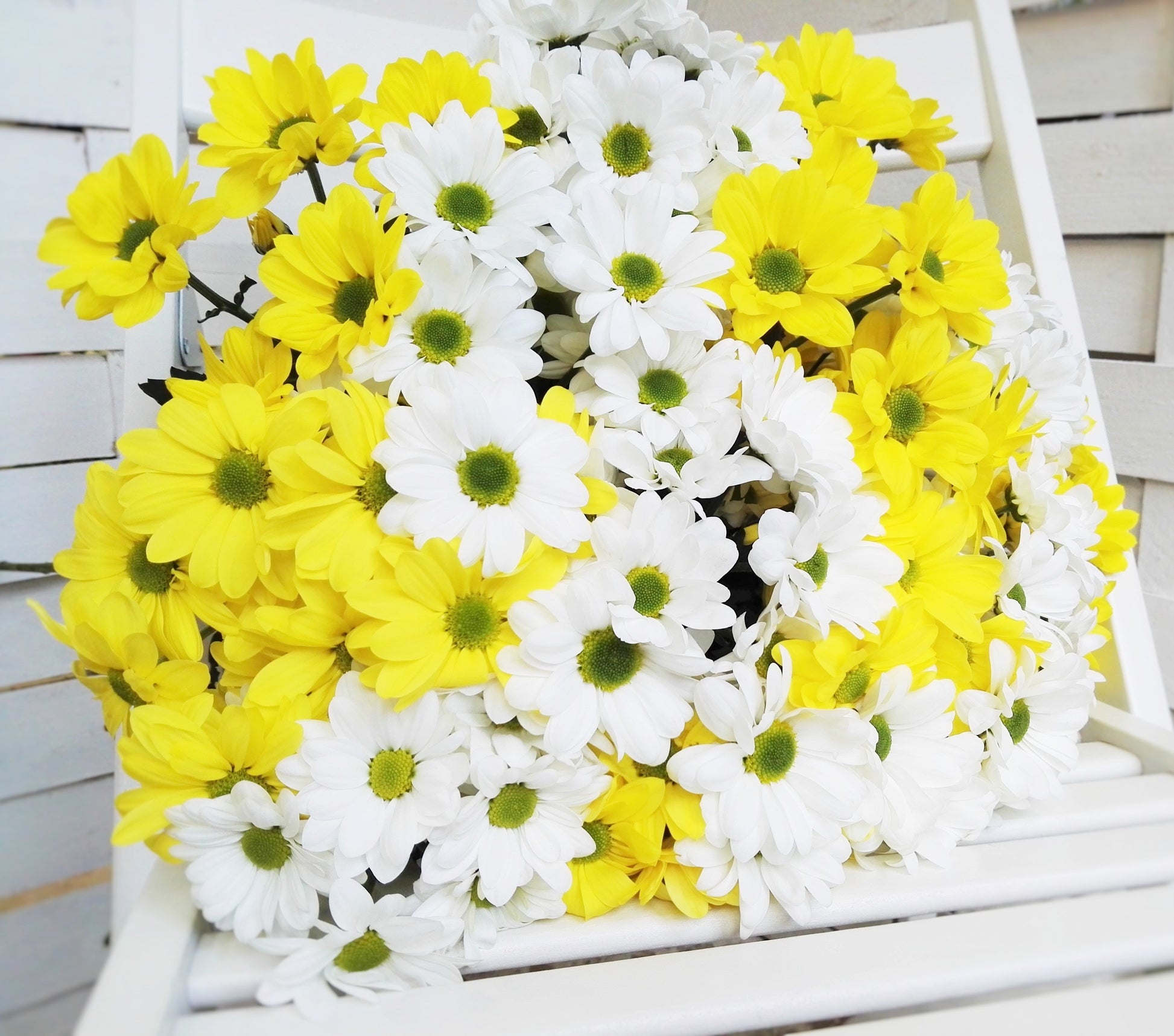 Chrysanthemy - Freja Květinářství