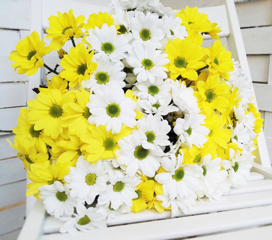 Chrysanthemy - Freja Květinářství