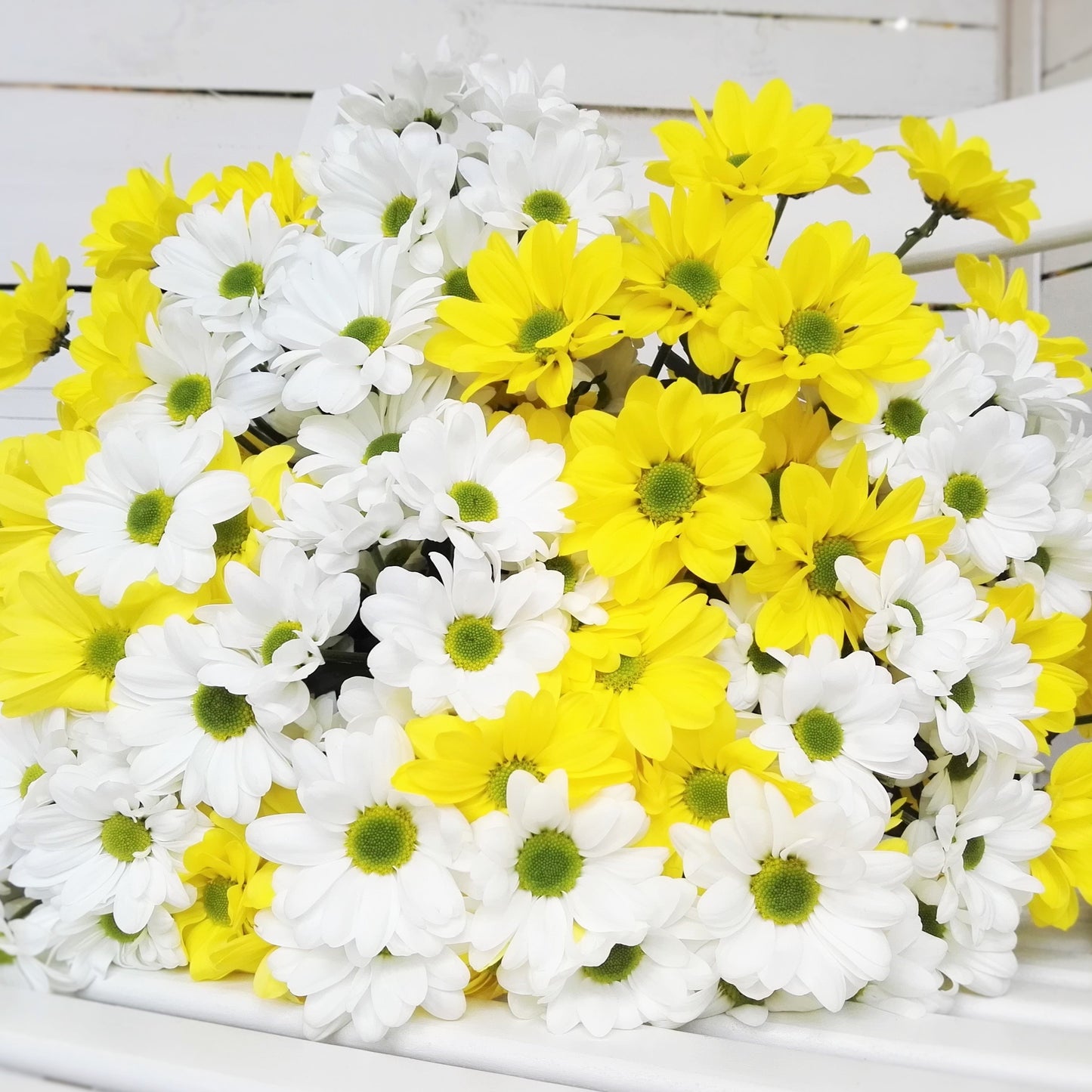 Chrysanthemy - Freja Květinářství