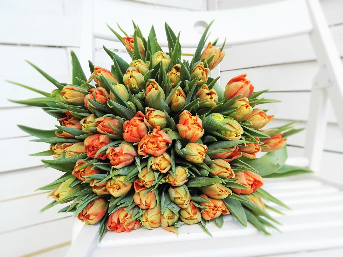 Oranžové plnokvěté tulipány - Freja Květinářství