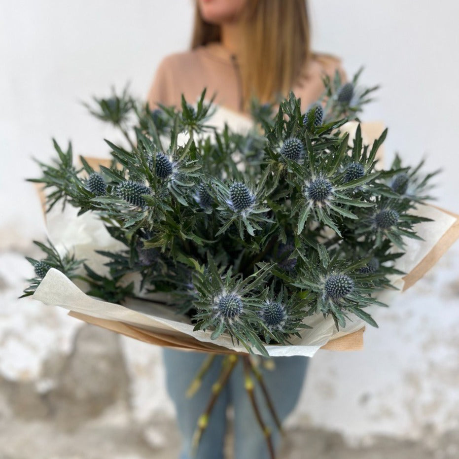 Eryngium