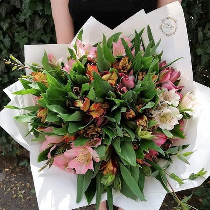 Альстромерії - Freja Květinářství