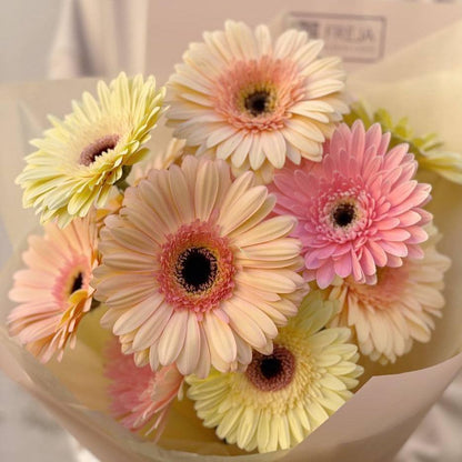 Гербери - Freja Květinářství