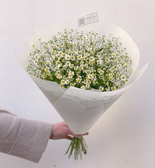 Heřmánek - Freja Květinářství