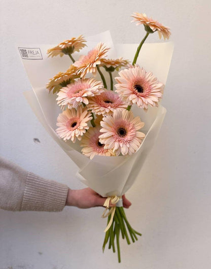 Гербери - Freja Květinářství