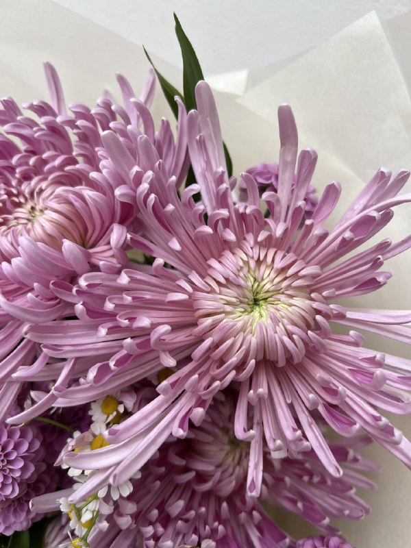 Podzimní fialový mix